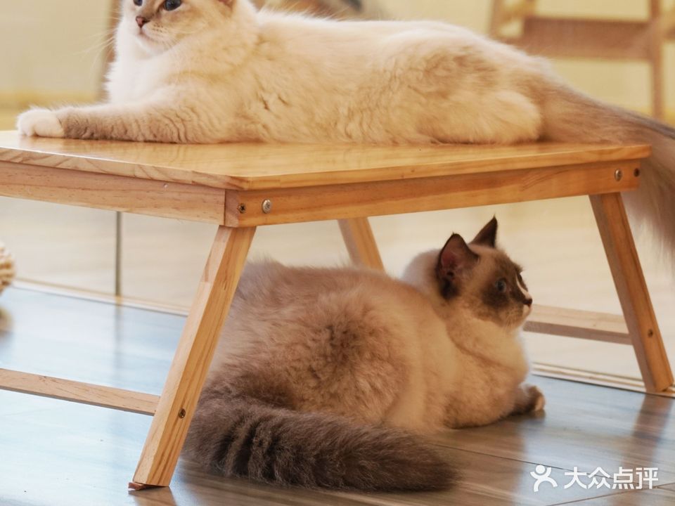 爪格猫屋