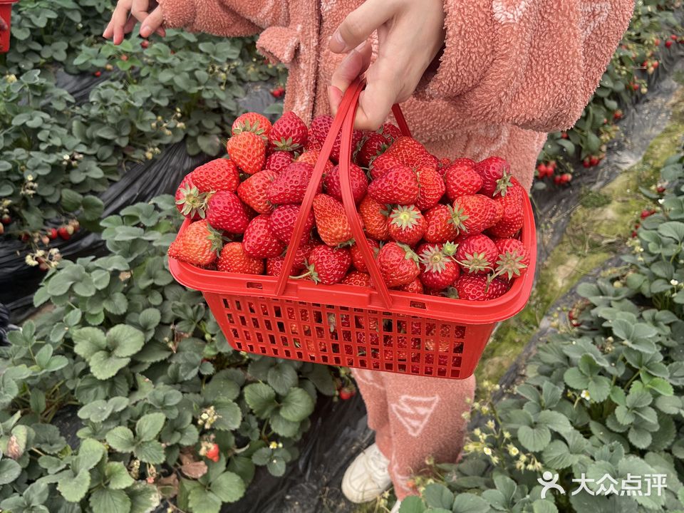 一品佳草莓种植基地(孝感园)
