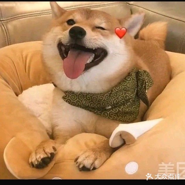狗狗窝宠物美容