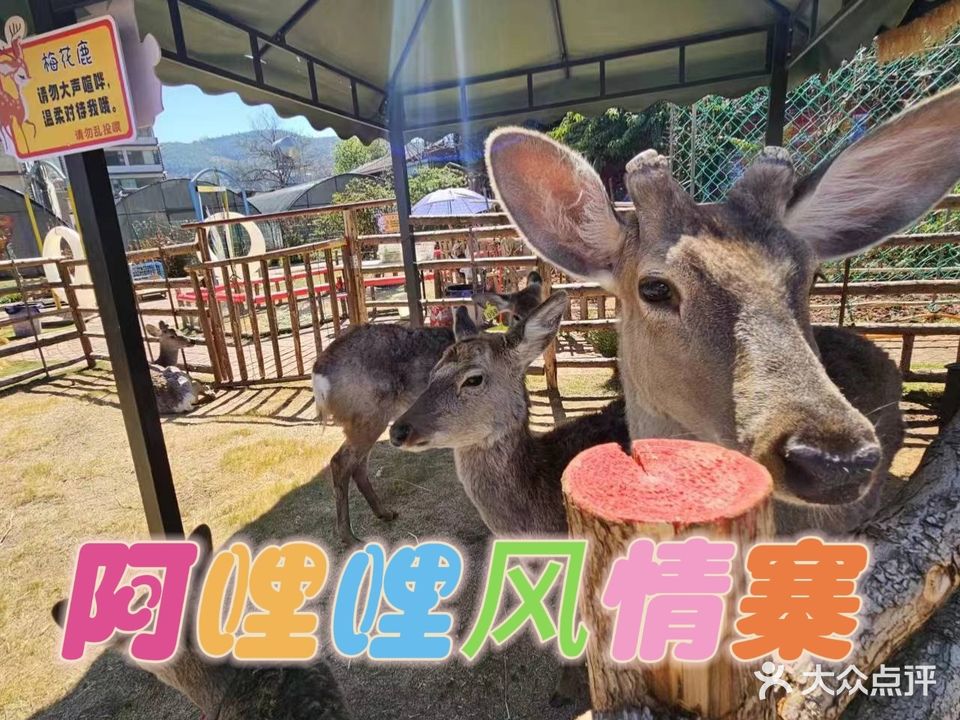 阿哩哩风情寨