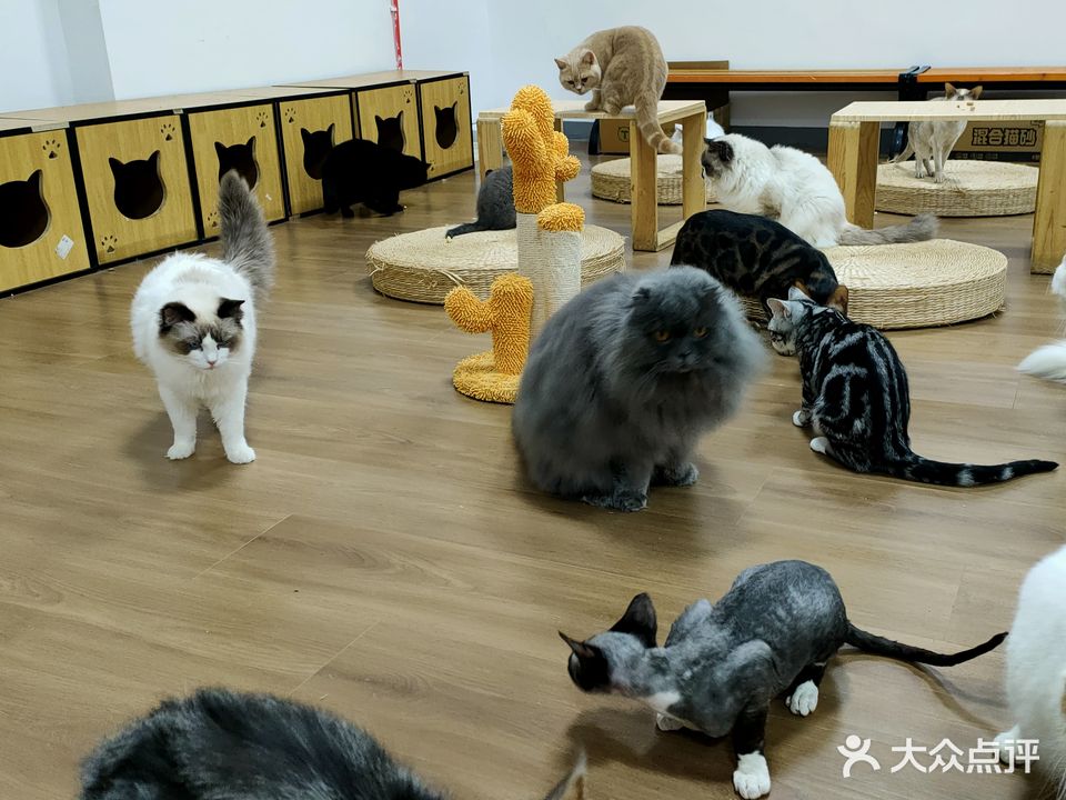 爱ta猫屋撸猫馆(宏帆广场店)