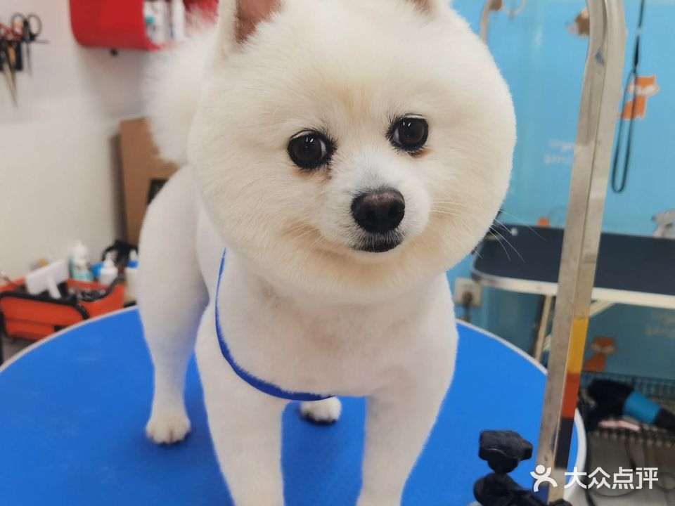 靓宠宠物美容工作室