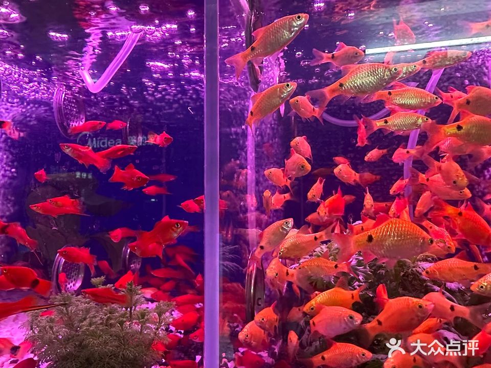 大家乐水族馆
