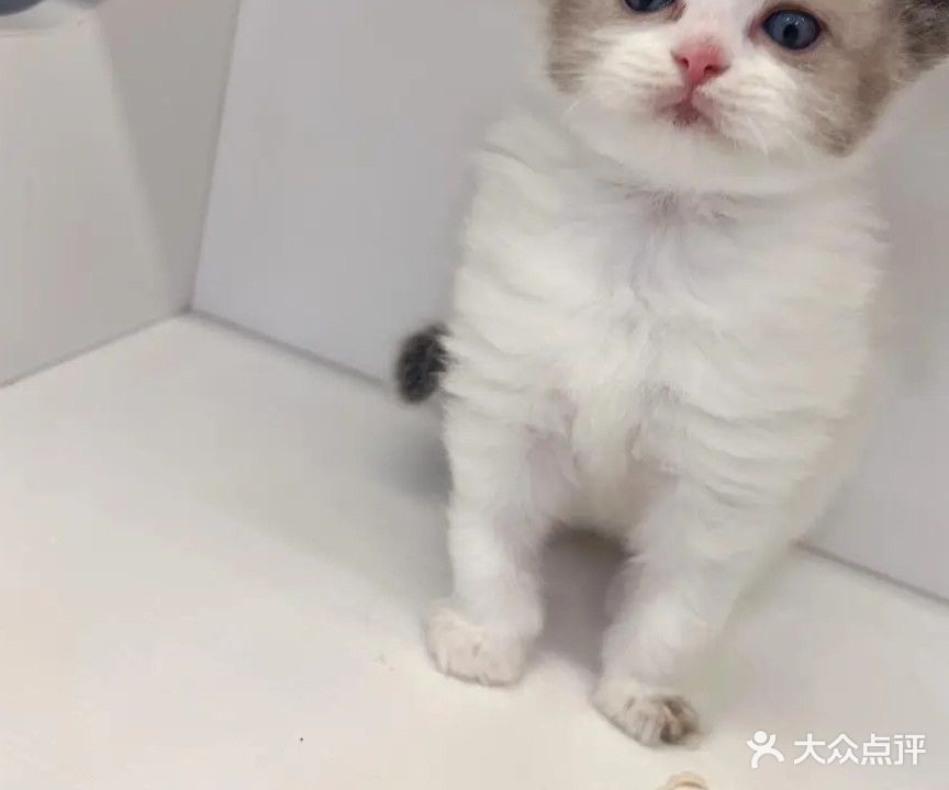 金犬宠物