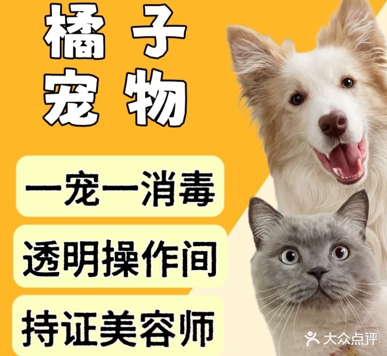 橘子宠物