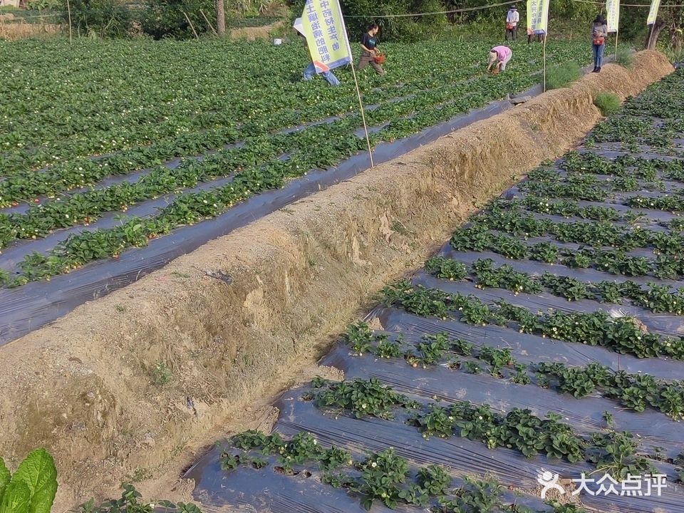 霏燕草莓采摘园