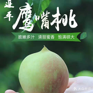 连平上坪鹰嘴桃基地