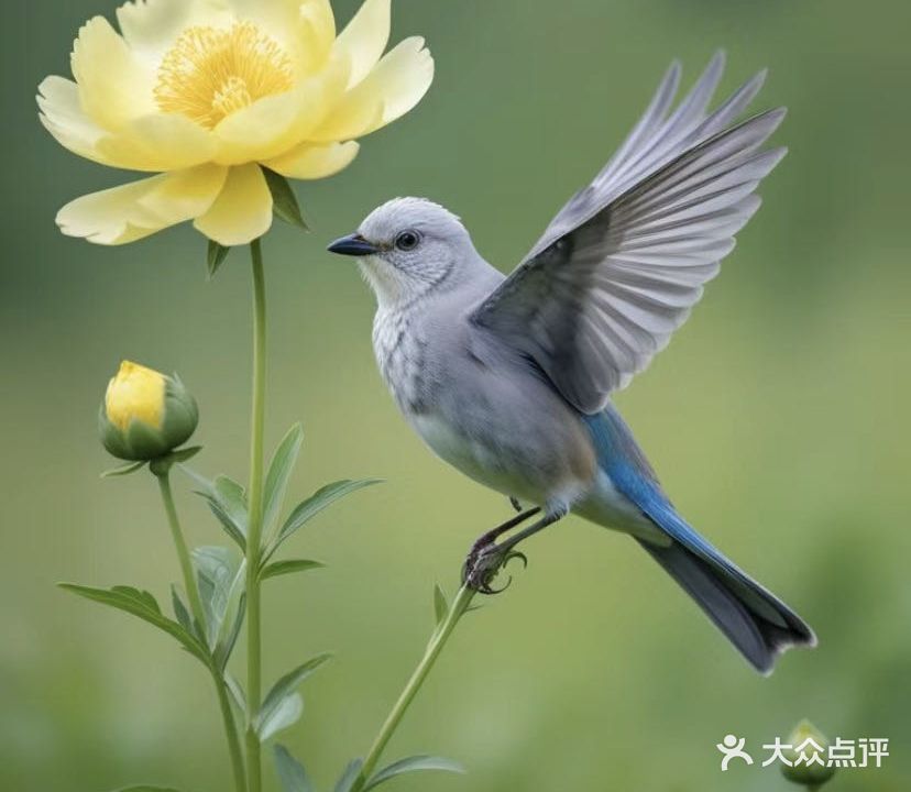 固镇县花鸟市场