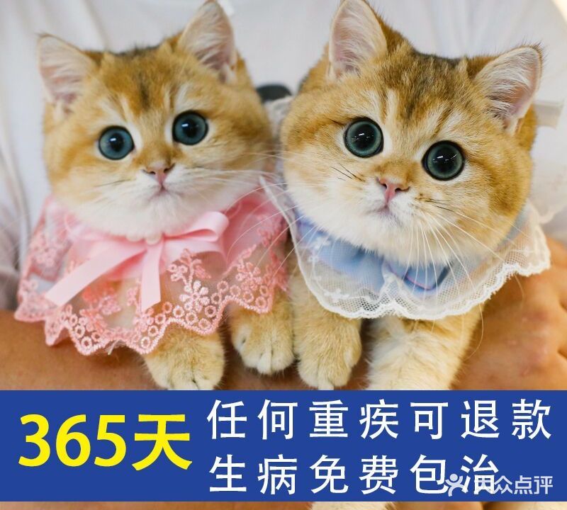 lincat猫舍