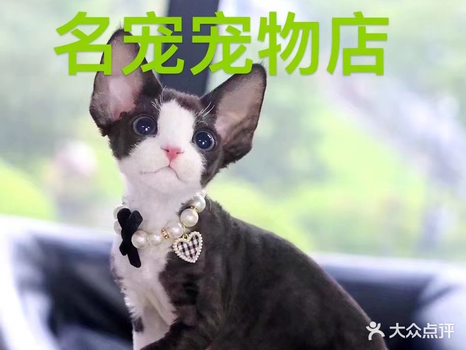 名宠宠物店(杏林店)