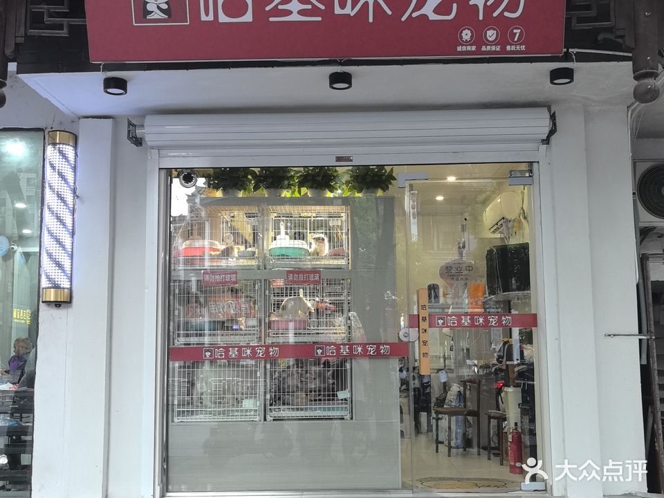 哈基咪宠物
