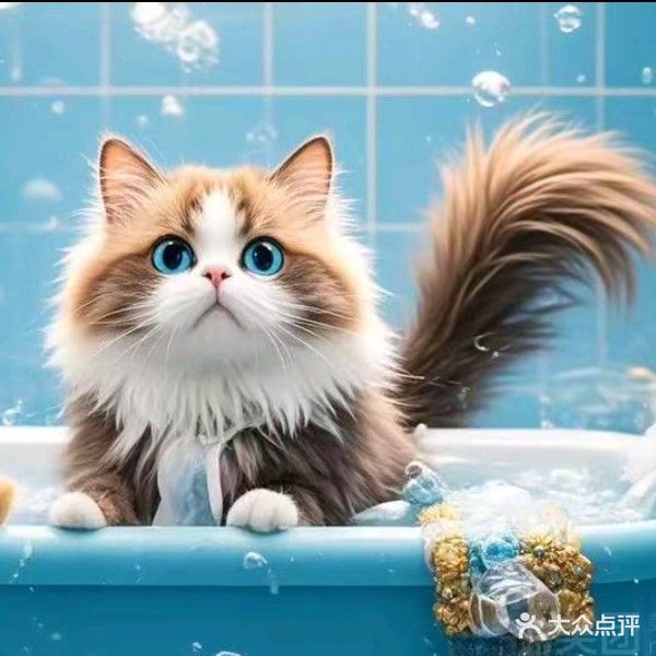 非宠·萌猫生活馆(和平北路店)