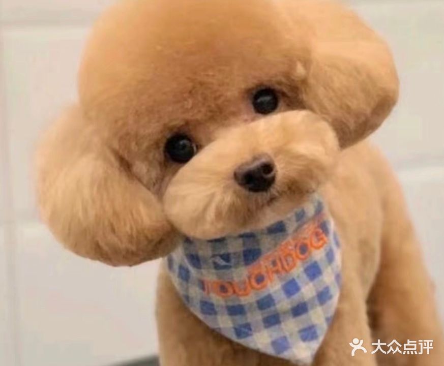 毛球澡堂宠物