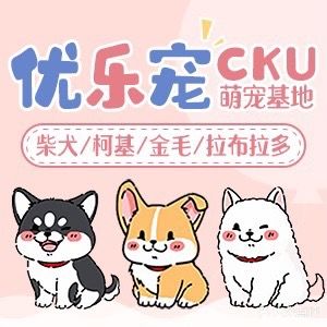 优乐宠·cku柯基柴犬金毛拉布拉多犬专售