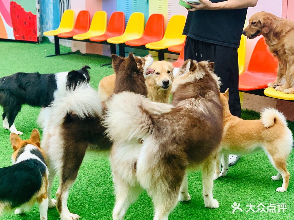大波宠物乐园·狗狗寄养·训练·游泳