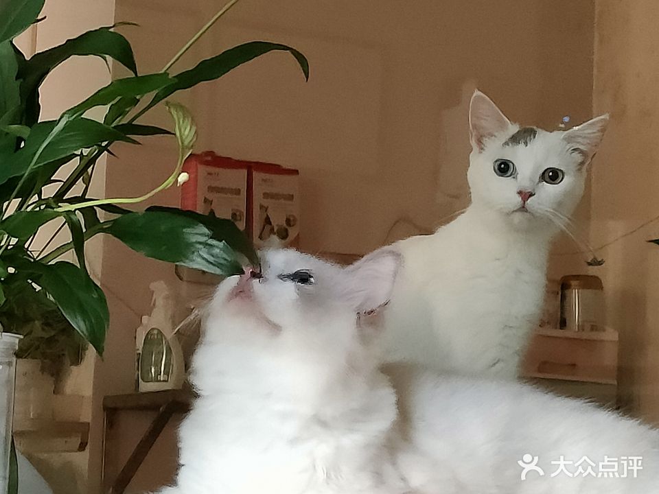 里苑猫咖