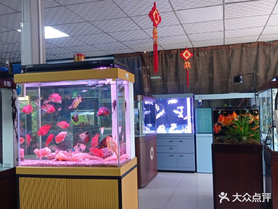 丁丁渔具水族(蓝海西吴农贸市场店)