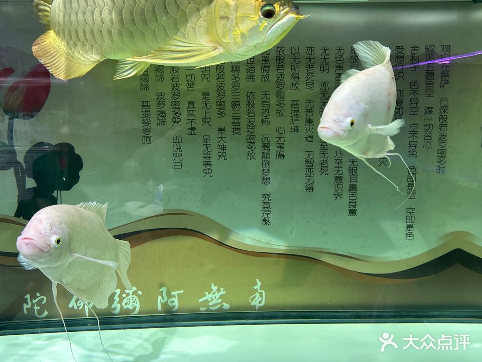 泗海龙源水族