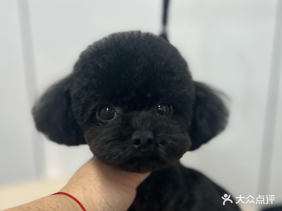 爱宠轩宠物生活馆