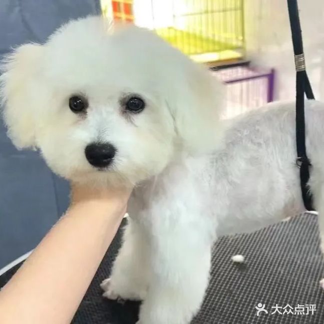 小微宠物店(宠爱猫舍2店)