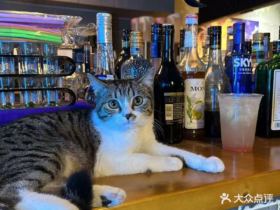 晤沚·日啡夜猫