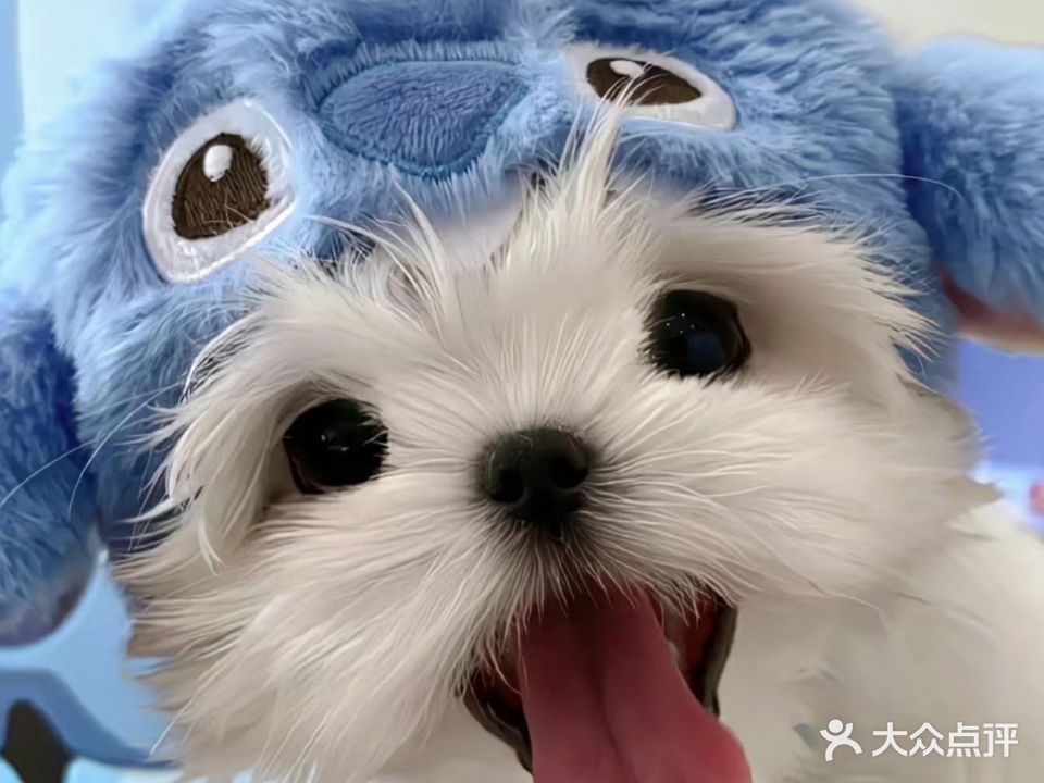 幸运宠咖