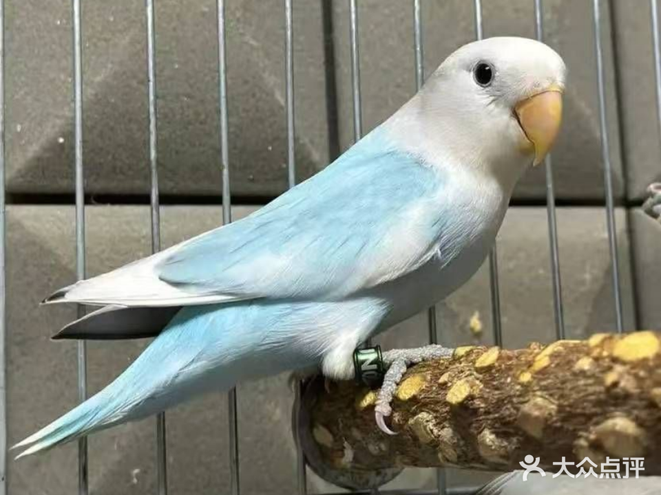 手养鹦鹉工作室