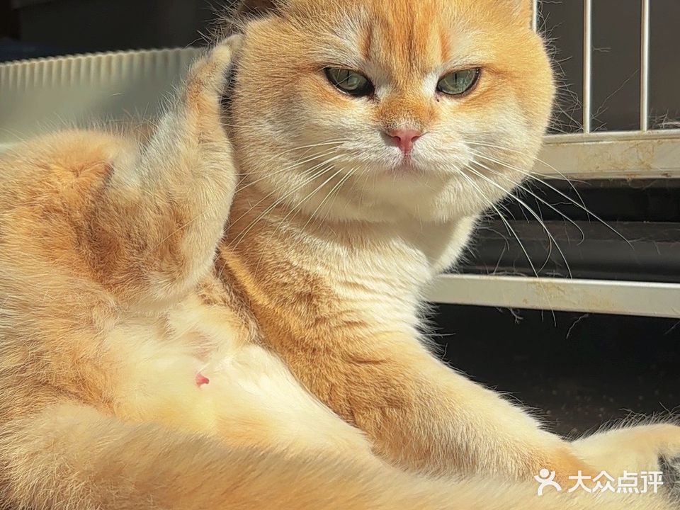 宠爱有佳