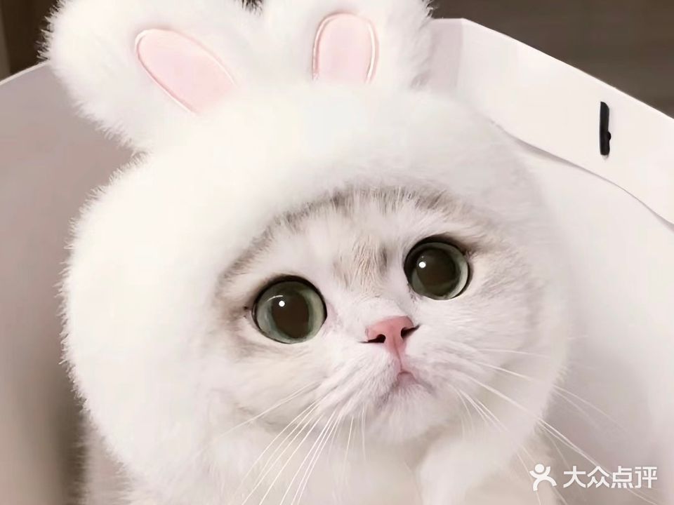 撸了只猫·猫咖(大学城店)