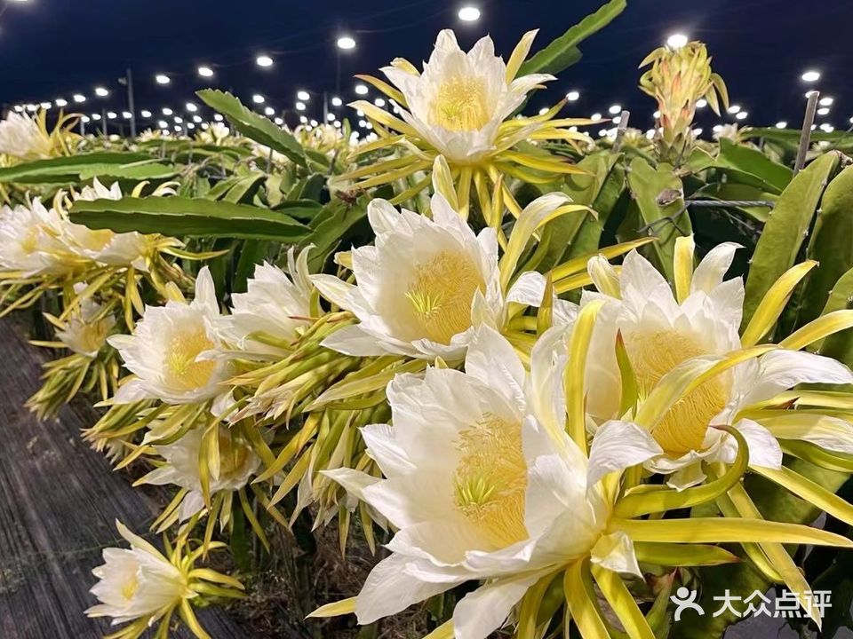 麦家火龙果基地