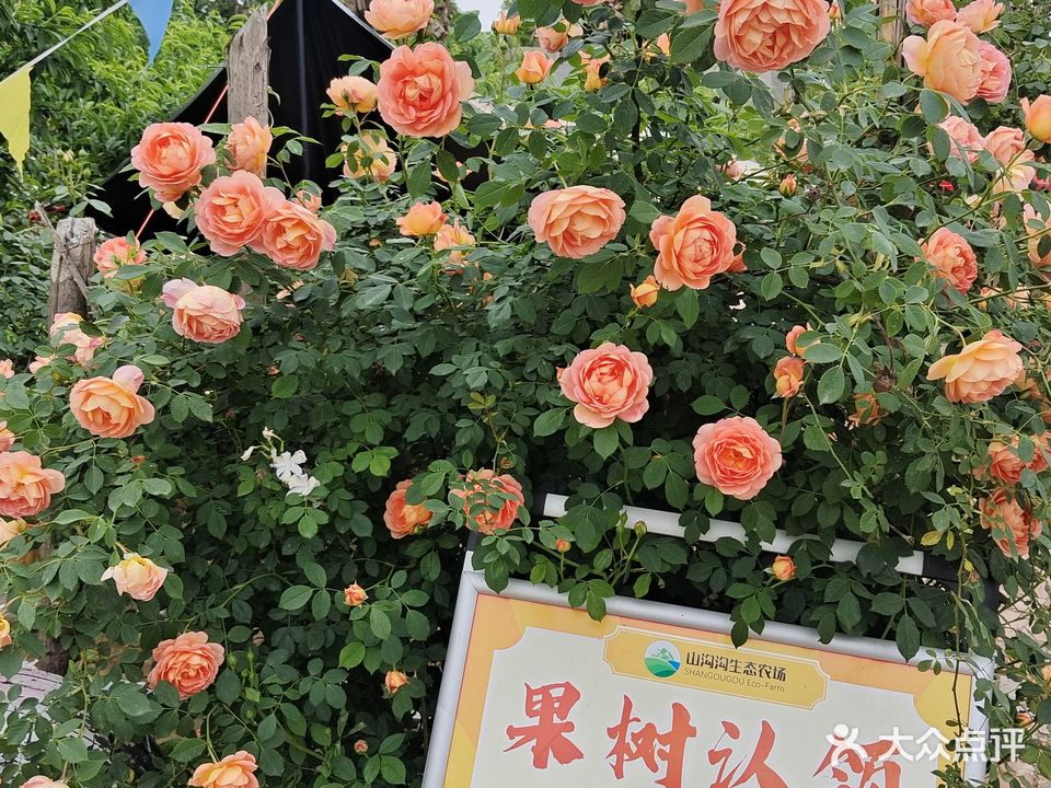 山沟沟生态农场钓虾烧烤采摘园
