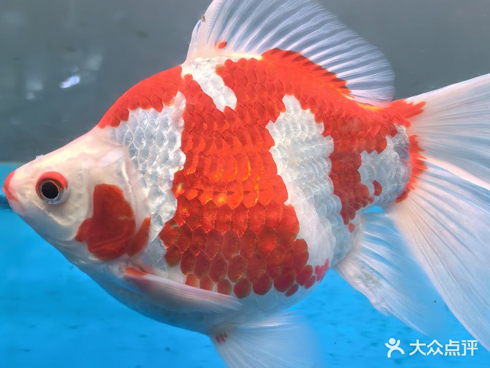 唛奇水族馆(康乐新村二期店)
