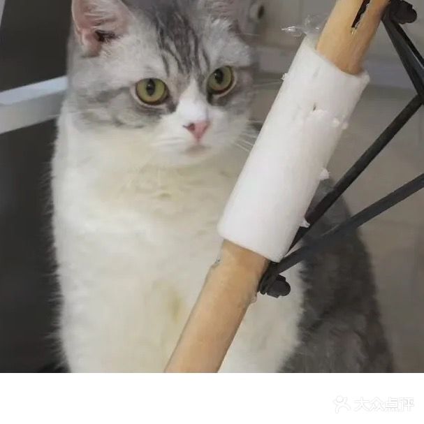 Xy猫咪生活宠物馆