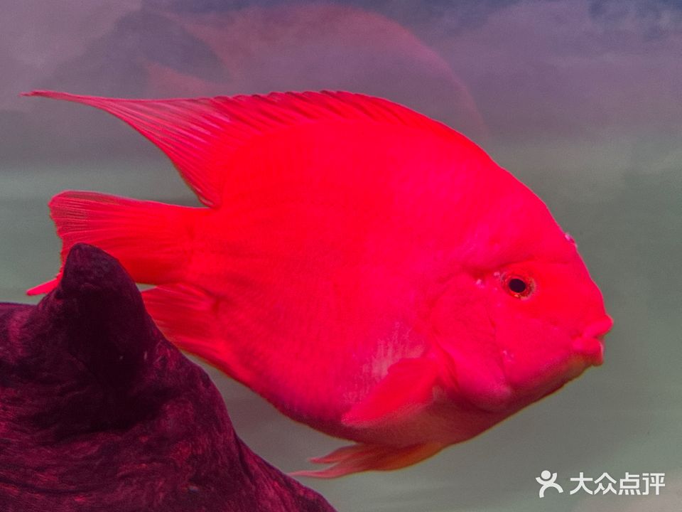 神龙水族馆-观赏鱼水泵过滤器材鱼缸