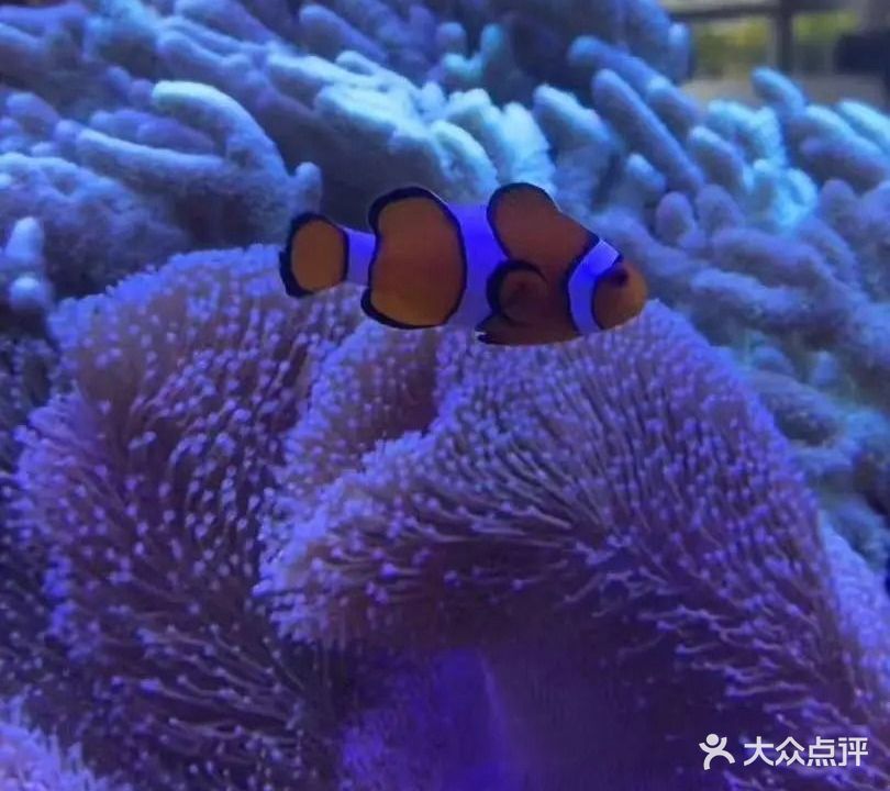 NEMO海洋西餐厅