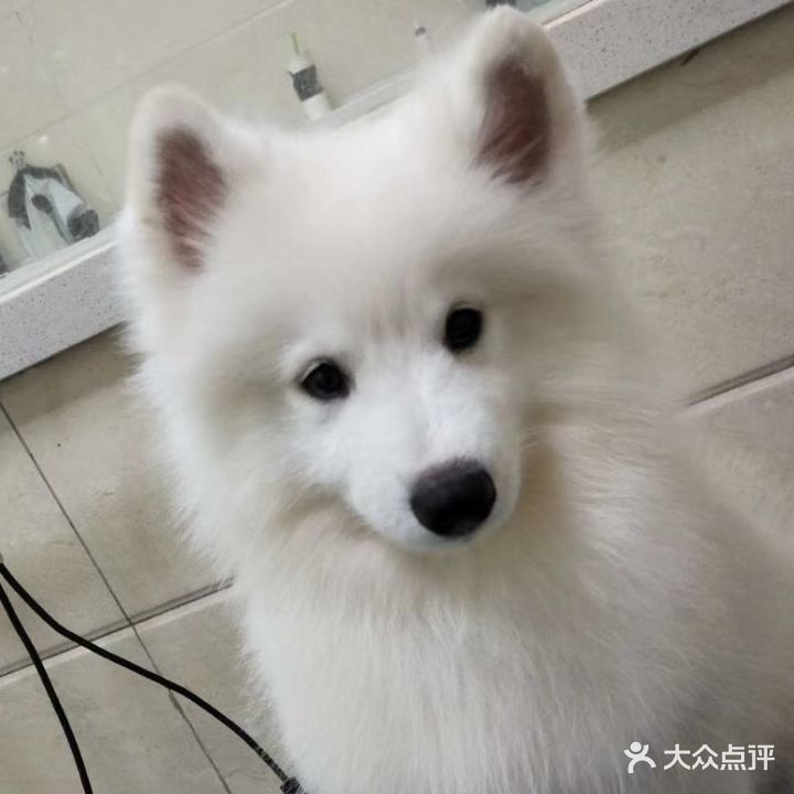 婉安的宠物生活会馆