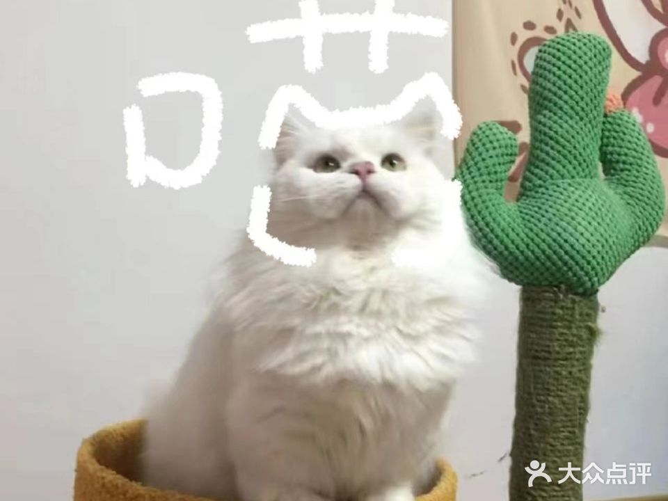 狗不离喵