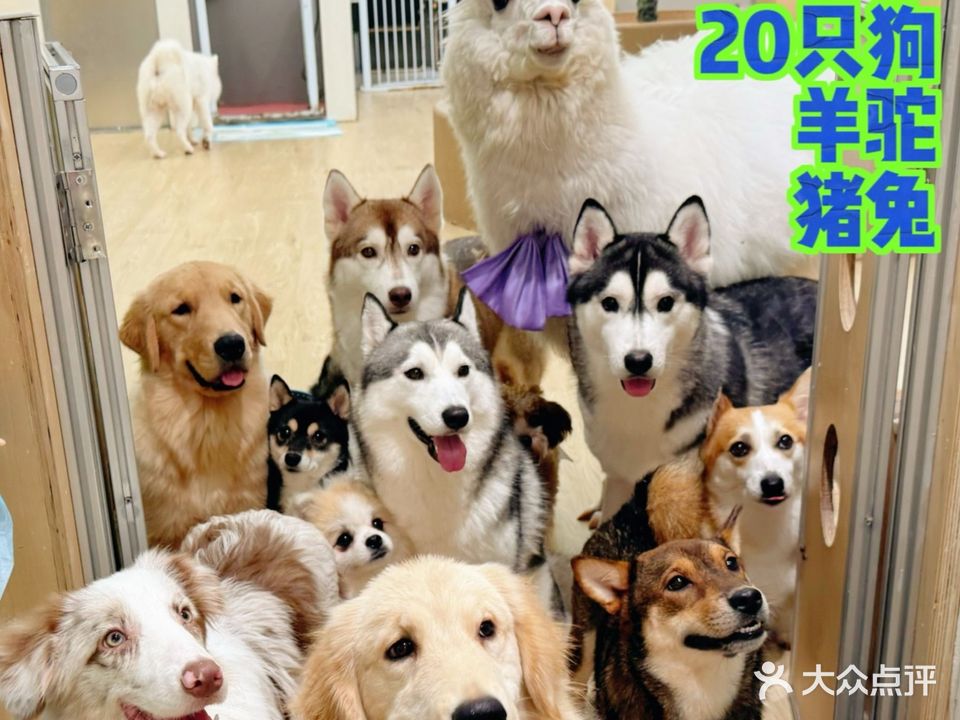 DOCA·宠合里·羊驼·猫咖·狗咖