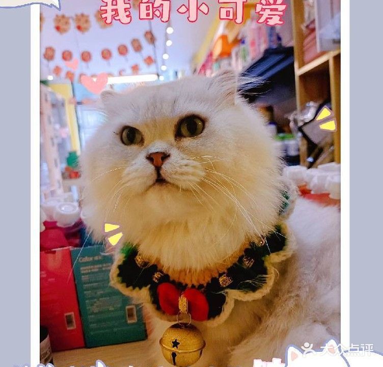 猫年狗月宠物生活馆(福畅路店)