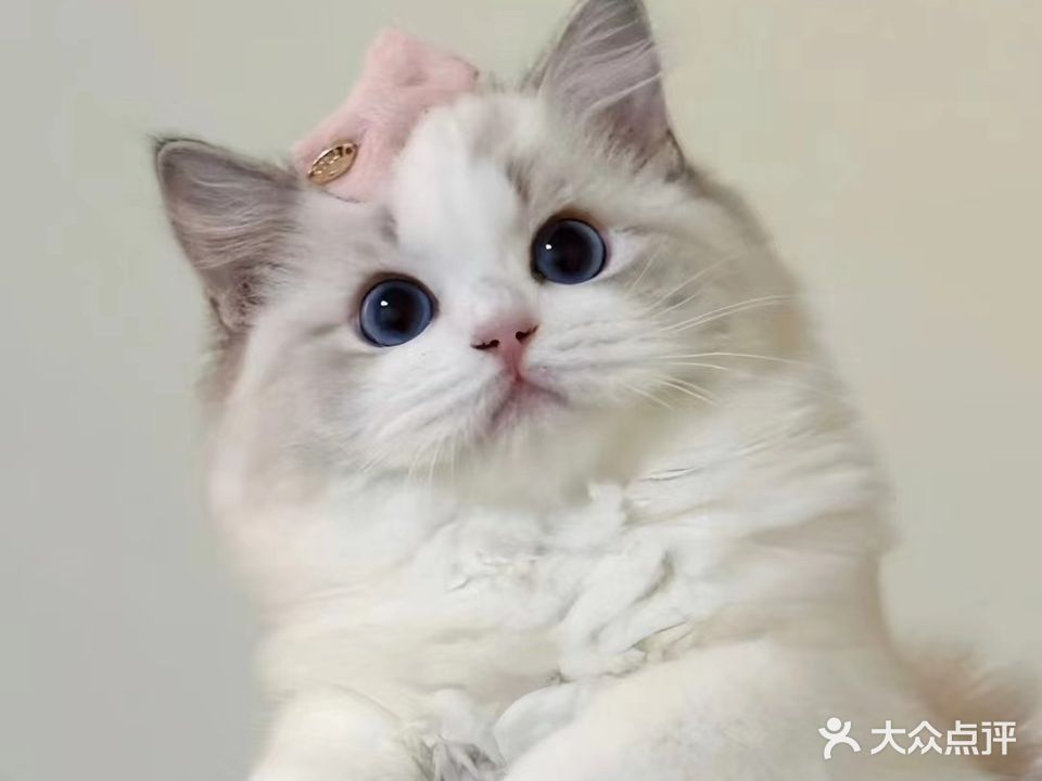 爱尚汪汪