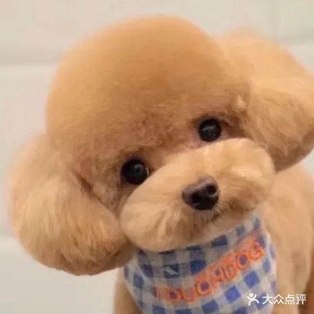 优宠宠物美容生活馆(滨江小区店)