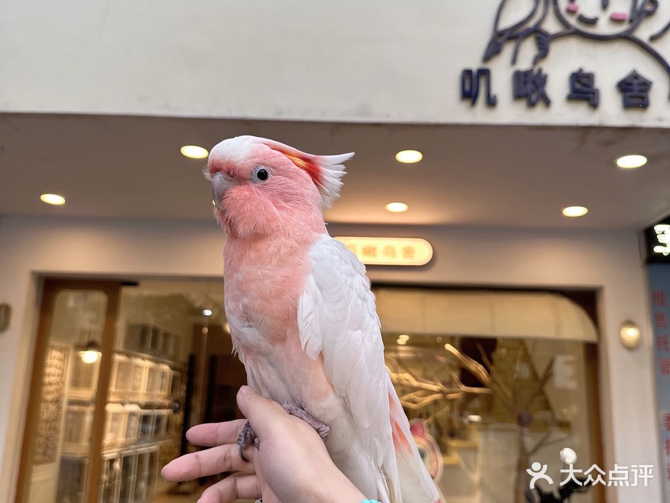 汕头市澄海区叽啾鸟舍宠物店
