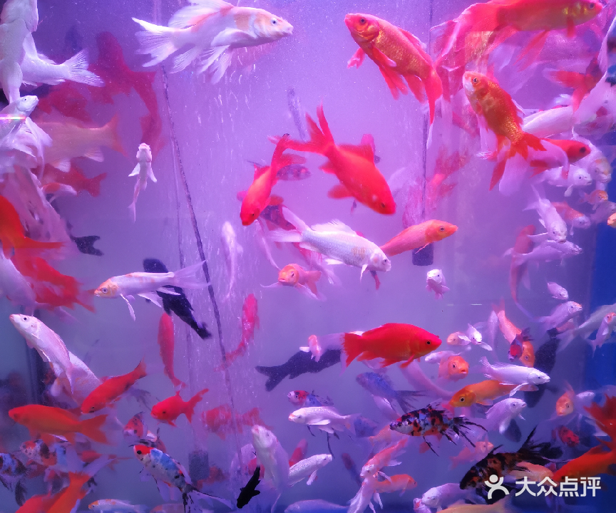 水族鱼归源