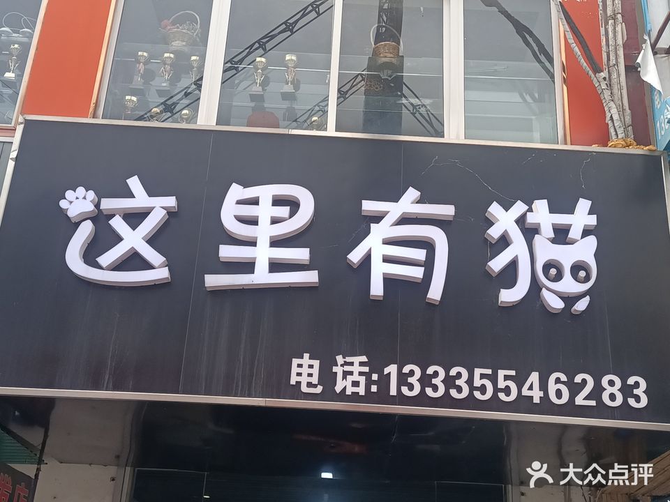 这里有猫