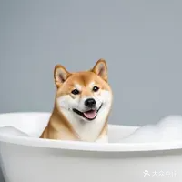 英宠缘宠物诊所