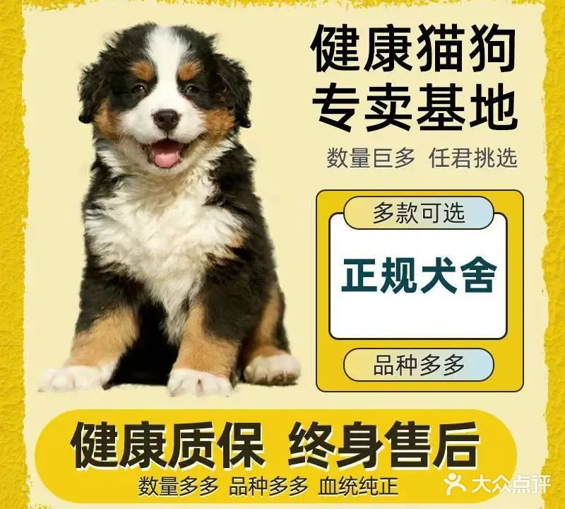 狗儿市场