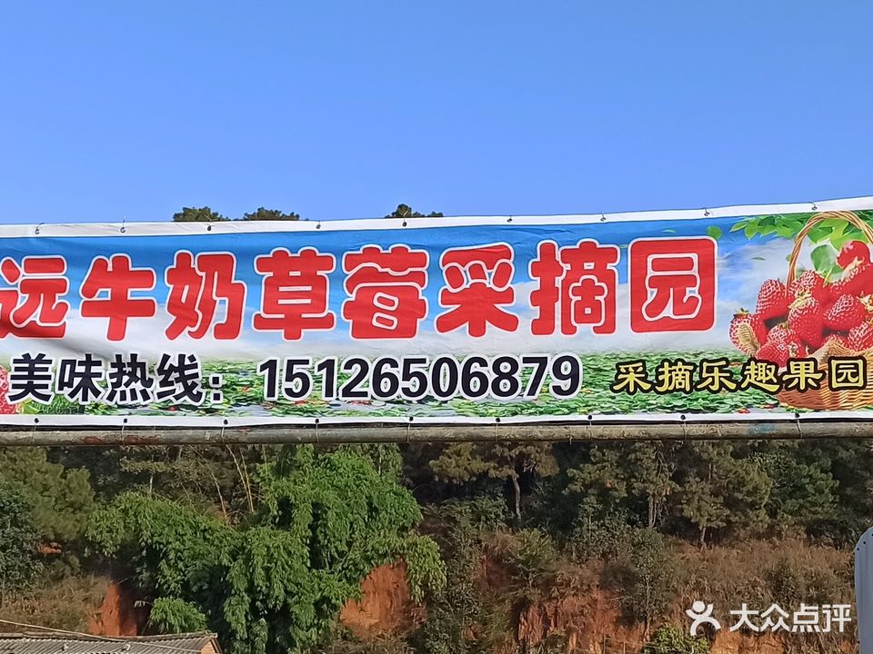 忙畔忙远牛奶草莓采摘园