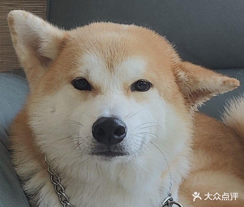 猫比撸猫撸狗