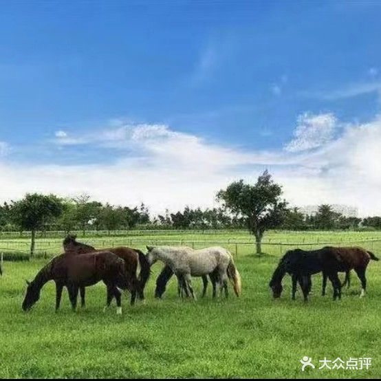 阳光骑马场