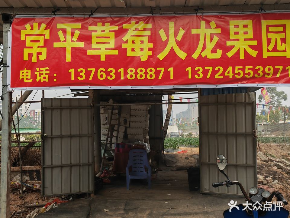 常平草莓火龙果